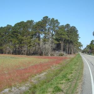Photo of UNDER CONTRACT!  58 Acres of Farm and Timber Land For Sale in Columbus County NC!