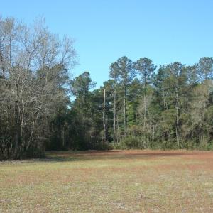 Photo of UNDER CONTRACT!  58 Acres of Farm and Timber Land For Sale in Columbus County NC!