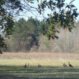 Photo of UNDER CONTRACT!  58 Acres of Farm and Timber Land For Sale in Columbus County NC!