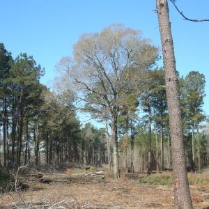 Photo of UNDER CONTRACT!  58 Acres of Farm and Timber Land For Sale in Columbus County NC!