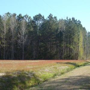 Photo of UNDER CONTRACT!  58 Acres of Farm and Timber Land For Sale in Columbus County NC!