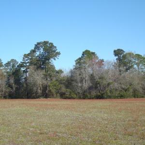 Photo of UNDER CONTRACT!  58 Acres of Farm and Timber Land For Sale in Columbus County NC!