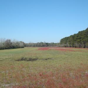Photo of UNDER CONTRACT!  58 Acres of Farm and Timber Land For Sale in Columbus County NC!