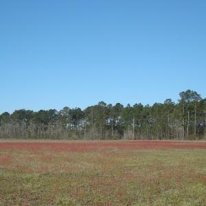 Photo of SOLD!  46 Acres of Farm and Timber Land For Sale in Columbus County NC!
