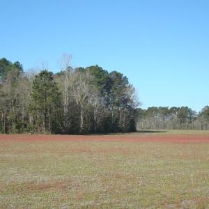 Photo of SOLD!  46 Acres of Farm and Timber Land For Sale in Columbus County NC!