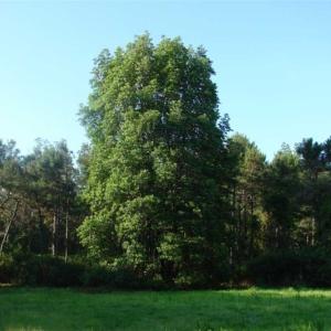 Photo of REDUCED!  287 Acres of Hunting Land With Buildable Lot For Sale in Hyde County NC!