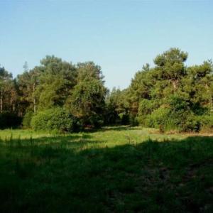 Photo of REDUCED!  287 Acres of Hunting Land With Buildable Lot For Sale in Hyde County NC!