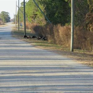 Photo of REDUCED!  287 Acres of Hunting Land With Buildable Lot For Sale in Hyde County NC!