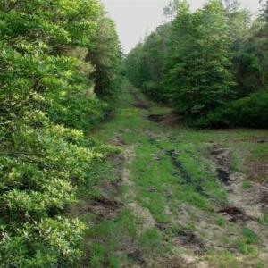 Photo of REDUCED!  287 Acres of Hunting Land With Buildable Lot For Sale in Hyde County NC!