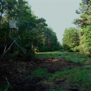 Photo of REDUCED!  287 Acres of Hunting Land With Buildable Lot For Sale in Hyde County NC!