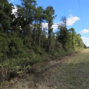 Photo of REDUCED!  287 Acres of Hunting Land With Buildable Lot For Sale in Hyde County NC!