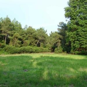 Photo of REDUCED!  287 Acres of Hunting Land With Buildable Lot For Sale in Hyde County NC!