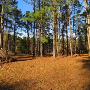 Photo of REDUCED!  287 Acres of Hunting Land With Buildable Lot For Sale in Hyde County NC!