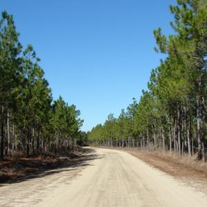 Photo of SOLD!  1791 Acre Timber Land for Sale in Bladen County NC