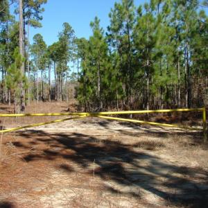 Photo of SOLD!  1791 Acre Timber Land for Sale in Bladen County NC