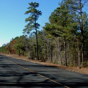 Photo of SOLD!  1791 Acre Timber Land for Sale in Bladen County NC