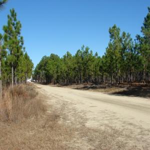 Photo of SOLD!  1791 Acre Timber Land for Sale in Bladen County NC