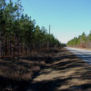 Photo of SOLD!  1791 Acre Timber Land for Sale in Bladen County NC