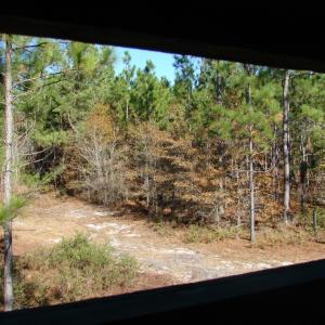 Photo of SOLD!  1791 Acre Timber Land for Sale in Bladen County NC