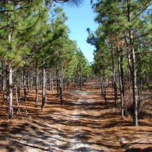 Photo of SOLD!  1791 Acre Timber Land for Sale in Bladen County NC