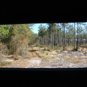 Photo of SOLD!  1791 Acre Timber Land for Sale in Bladen County NC