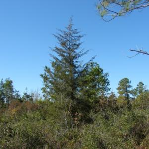 Photo of SOLD!  1791 Acre Timber Land for Sale in Bladen County NC