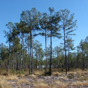 Photo of SOLD!  1791 Acre Timber Land for Sale in Bladen County NC