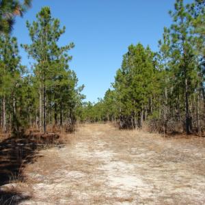 Photo of SOLD!  1791 Acre Timber Land for Sale in Bladen County NC