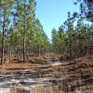 Photo of SOLD!  1791 Acre Timber Land for Sale in Bladen County NC