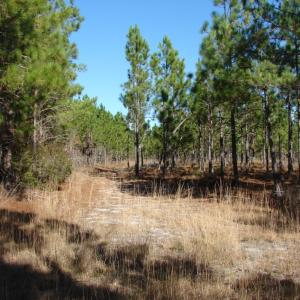 Photo of SOLD!  1791 Acre Timber Land for Sale in Bladen County NC