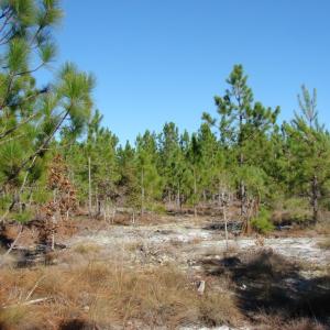 Photo of SOLD!  1791 Acre Timber Land for Sale in Bladen County NC