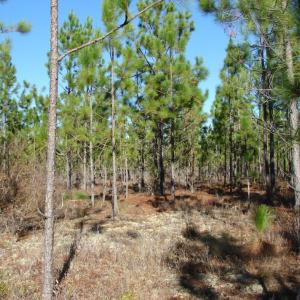 Photo of SOLD!  1791 Acre Timber Land for Sale in Bladen County NC