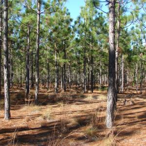Photo of SOLD!  1791 Acre Timber Land for Sale in Bladen County NC