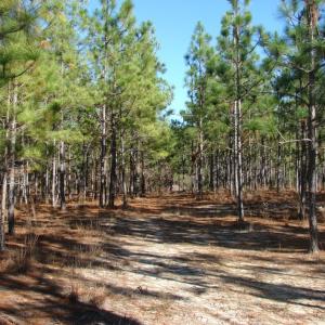 Photo of SOLD!  1791 Acre Timber Land for Sale in Bladen County NC
