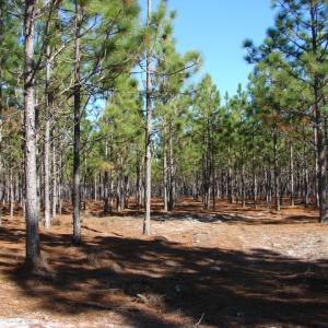 Photo of SOLD!  1791 Acre Timber Land for Sale in Bladen County NC