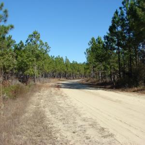 Photo of SOLD!  1791 Acre Timber Land for Sale in Bladen County NC