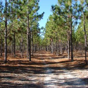 Photo of SOLD!  1791 Acre Timber Land for Sale in Bladen County NC