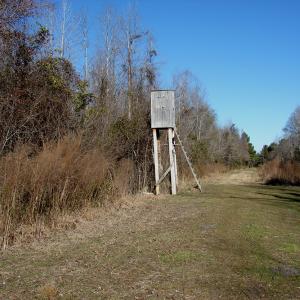 Photo of SOLD!  67 Acre Hunting Land for Sale in Pender County NC