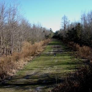 Photo of SOLD!  67 Acre Hunting Land for Sale in Pender County NC