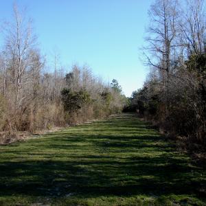 Photo of SOLD!  67 Acre Hunting Land for Sale in Pender County NC