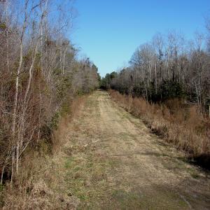Photo of SOLD!  67 Acre Hunting Land for Sale in Pender County NC