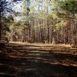 Photo of SOLD!  61 Acre Hunting Land for Sale in Pender County NC