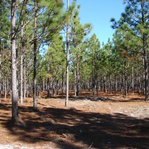 Photo of SOLD!  930 Acres of Hunting and Timber Land for Sale in Bladen County NC!