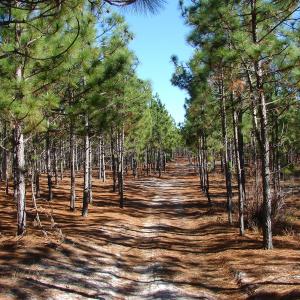 Photo of SOLD!  930 Acres of Hunting and Timber Land for Sale in Bladen County NC!
