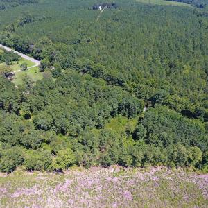 Photo of SOLD!  10 Acres of Hunting and Timber Land For Sale in Halifax County NC!