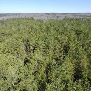 Photo #12 of SOLD property in Double Bridges Rd, Meherrin, VA 29.0 acres