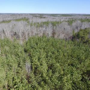 Photo #15 of SOLD property in Double Bridges Rd, Meherrin, VA 29.0 acres