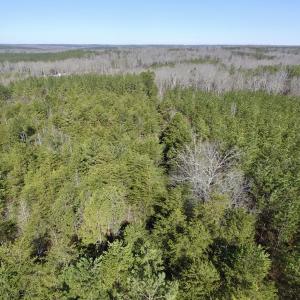 Photo #17 of SOLD property in Double Bridges Rd, Meherrin, VA 29.0 acres