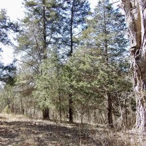 Photo #27 of SOLD property in Double Bridges Rd, Meherrin, VA 29.0 acres