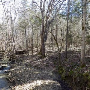 Photo #33 of SOLD property in Double Bridges Rd, Meherrin, VA 29.0 acres